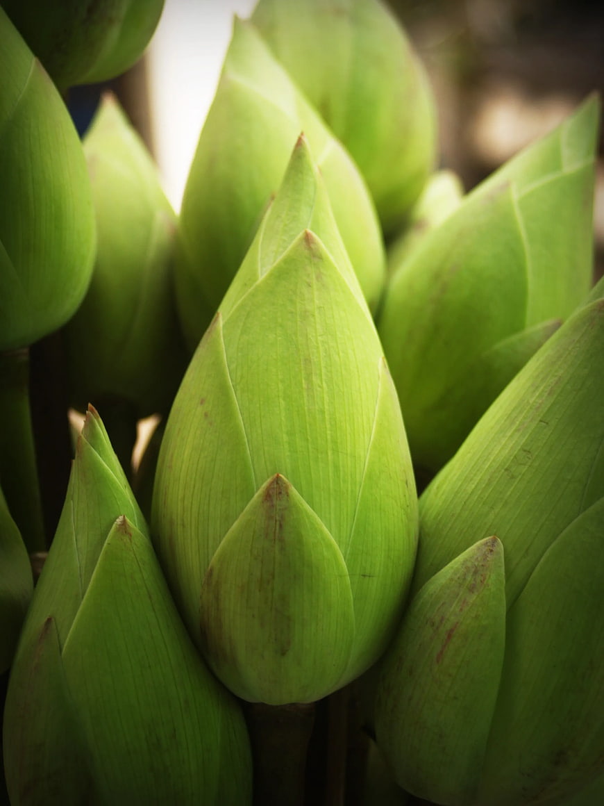 Close-up of Fresh Green Lotus Flower Buds