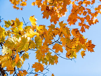 Yellow and Orange Maple Leaves Against Blue Sky