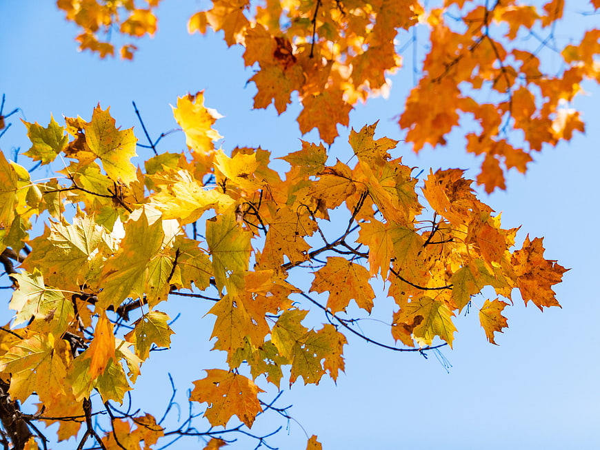 Yellow and Orange Maple Leaves Against Blue Sky