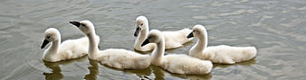 Five fluffy baby swans swimming together on a calm lake