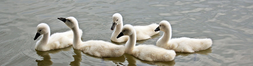 Five fluffy baby swans swimming together on a calm lake