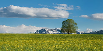 Lone Tree in Yellow Flower Field with Snowy Mountains