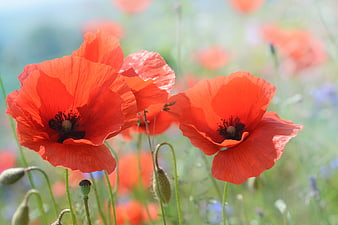Vibrant Red Poppies Blooming In A Sunny Meadow