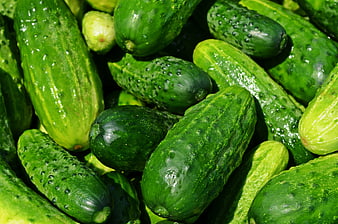 Fresh Green Cucumbers with Water Droplets Close Up