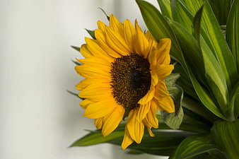 Vibrant Yellow Sunflower Close-Up With Green Leaves Against White Background