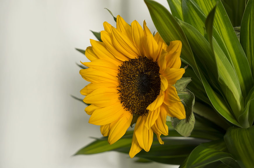 Vibrant Yellow Sunflower Close-Up With Green Leaves Against White Background