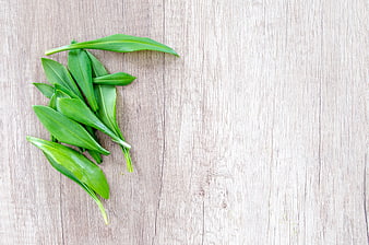 Fresh Wild Garlic Leaves on Light Wooden Background