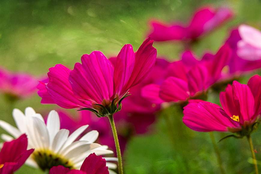 Vibrant Pink Cosmos Flowers in a Summer Garden