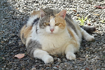 Fluffy Calico Cat Lying on Gravel