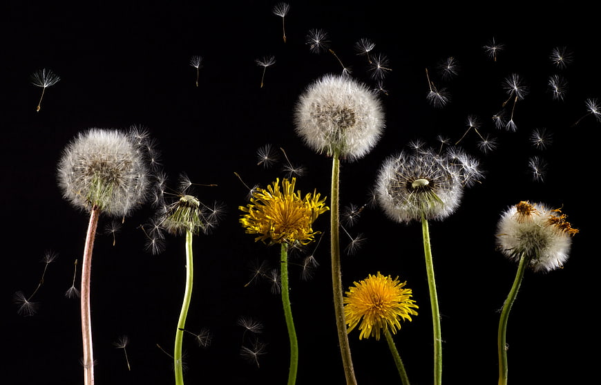 Dandelion Life Cycle Stages on Black Background