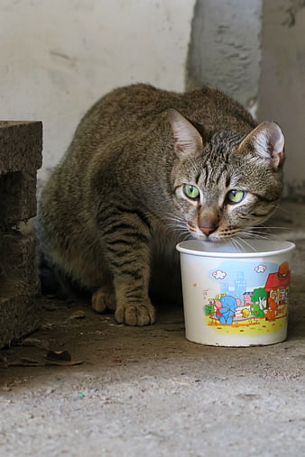 Tabby cat drinking water from a cup