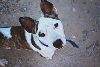 High Angle Portrait of White and Brown Dog Looking Up