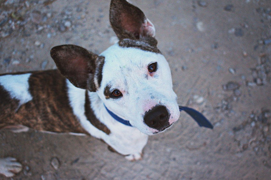 High Angle Portrait of White and Brown Dog Looking Up