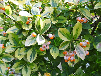 Variegated Euonymus Leaves with Orange Berries in Autumn Sunlight