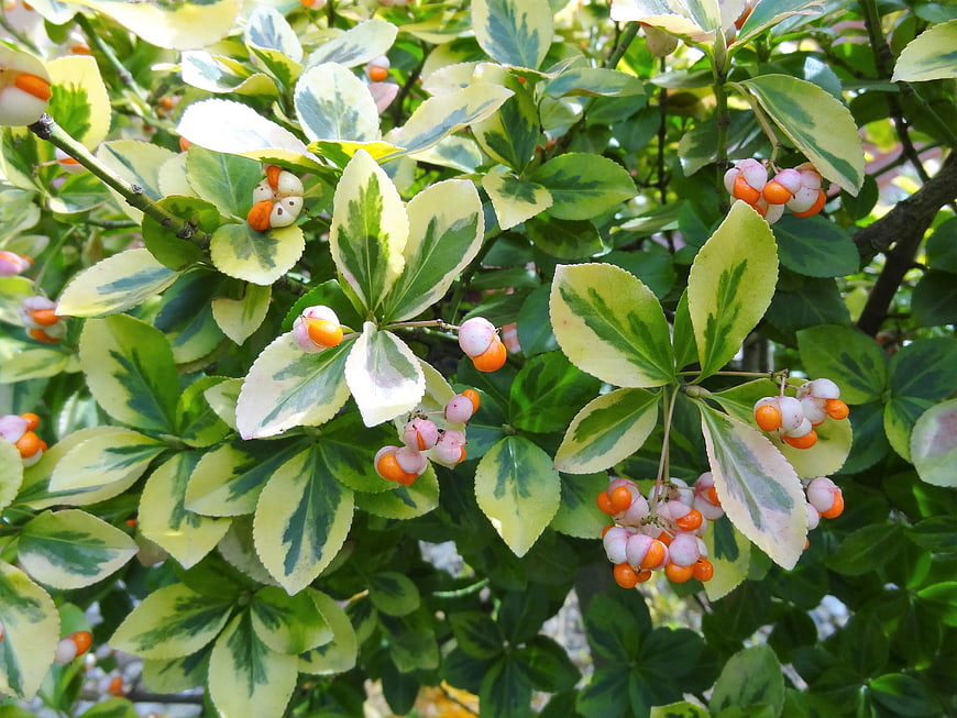 Variegated Euonymus Leaves with Orange Berries in Autumn Sunlight