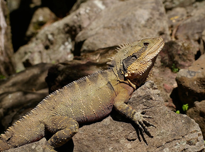 Brown Iguana Resting on Rocky Terrain