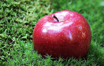 Fresh Red Apple Resting On Vibrant Green Moss