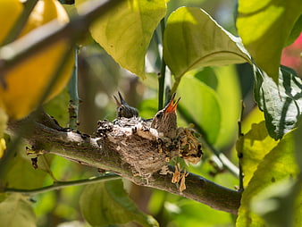 Baby birds in nest on tree branch with green leaves
