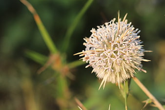 Close-up of a Spiky Eryngium Sea Holly Flower