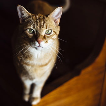 Close-up of a brown tabby cat with green eyes looking up