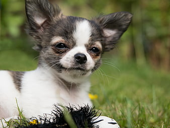 Cute Chihuahua Puppy Lying On Green Grass With Black Toy