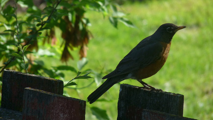 American Robin Perched on Wooden Fence Post in Garden