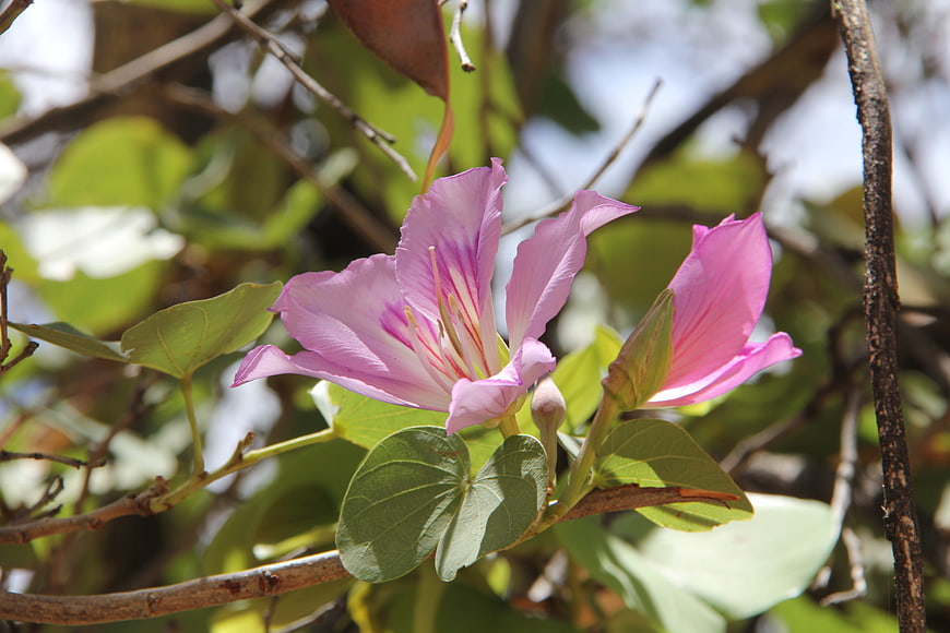 Pink Bauhinia Flower Blooming on Branch