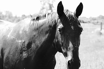 Black and White Close-Up of Horse Head in Pasture