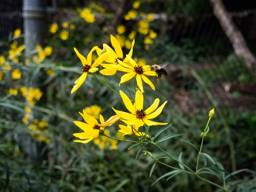 Bee Pollinating Yellow Wildflowers in Garden