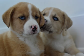 Cute brown and white puppies with blue eyes close up