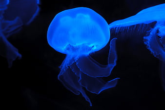Glowing Blue Jellyfish Floating in Dark Ocean Water