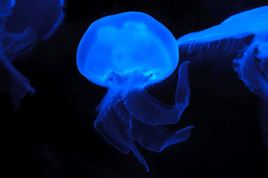 Glowing Blue Jellyfish Floating in Dark Ocean Water