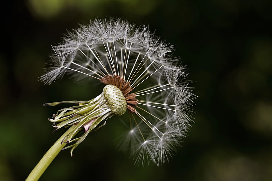 Close-up of a delicate white dandelion seed head
