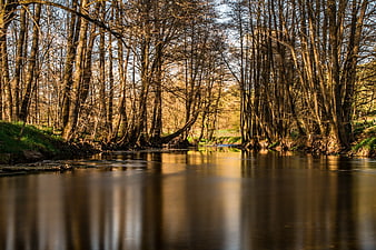 Serene River Flowing Through Bare Forest in Golden Light