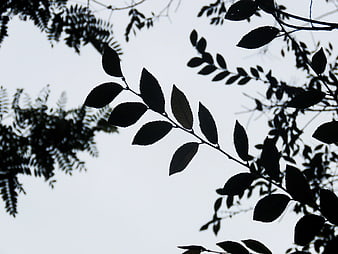 Silhouette of tree branches against a bright sky