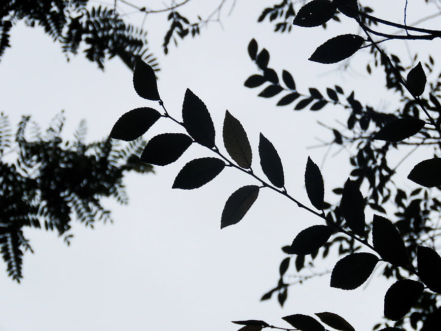 Silhouette of tree branches against a bright sky