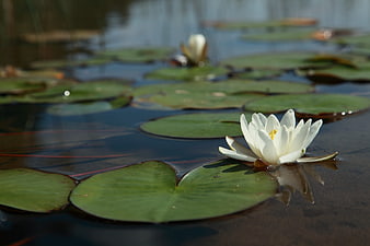 White Water Lily Flower Floating on Calm Pond Water