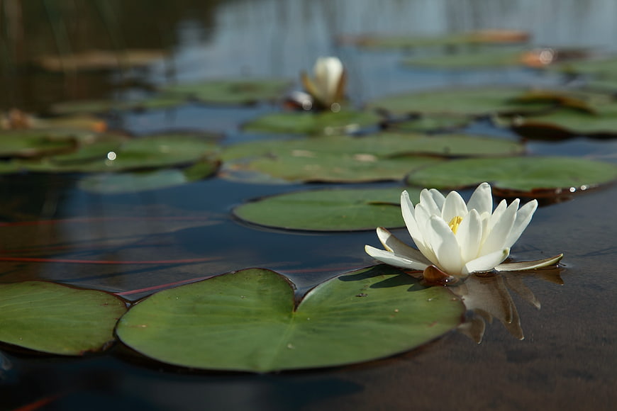 White Water Lily Flower Floating on Calm Pond Water