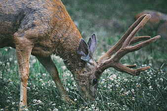Red Deer Stag Grazing in Meadow with Velvet Antlers