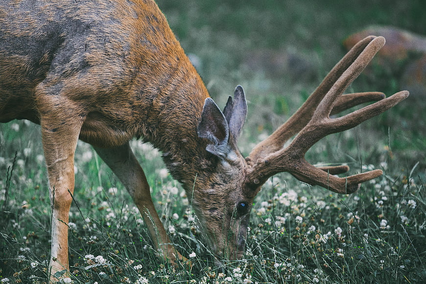 Red Deer Stag Grazing in Meadow with Velvet Antlers