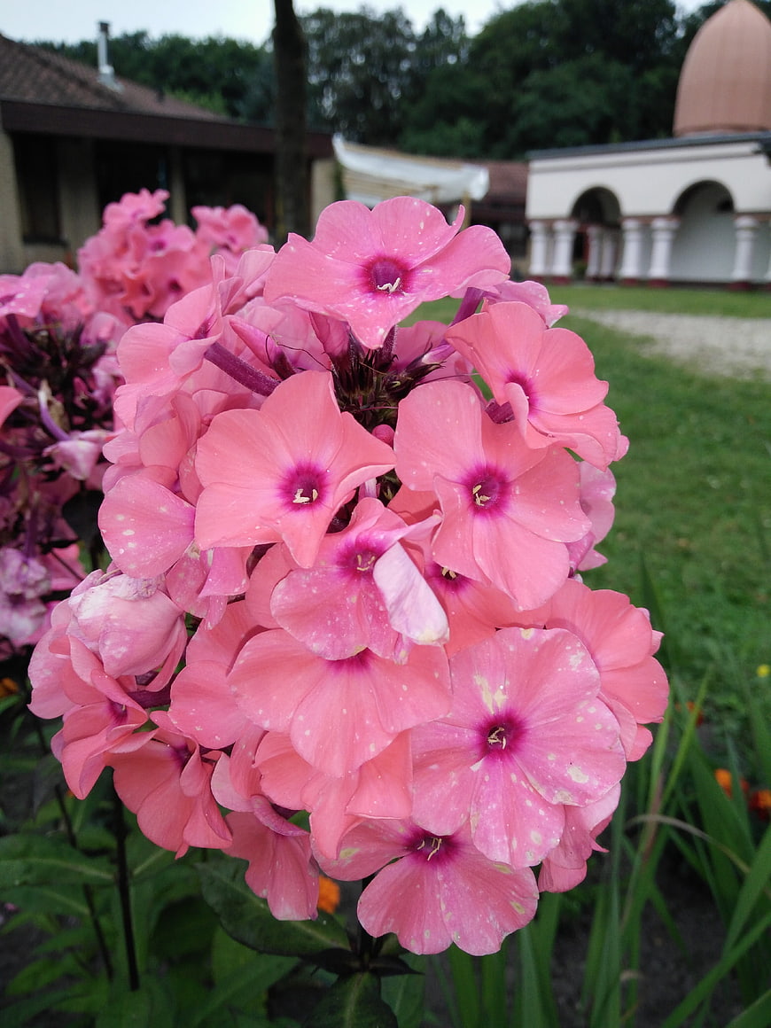 Close-up of vibrant pink phlox flowers in a garden