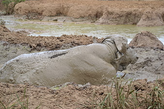 Wildlife photography of a hippopotamus wallowing in mud