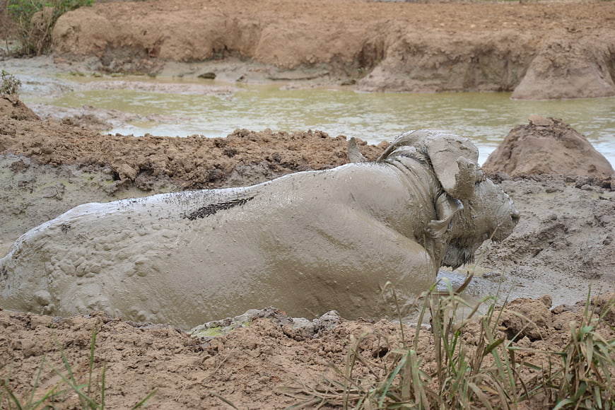 Wildlife photography of a hippopotamus wallowing in mud