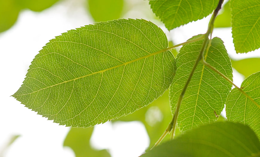 Close-up of vibrant green leaf with detailed veins