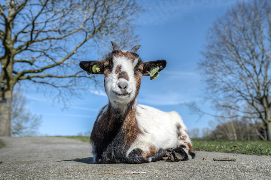 Cute brown and white goat lying on a path