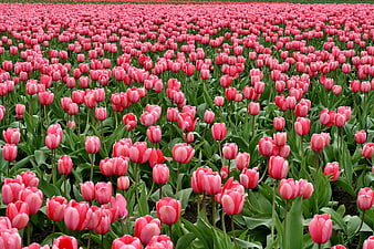 Vibrant Pink Tulip Field in Full Bloom
