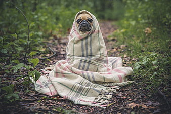 Sad Pug Wrapped in Plaid Blanket in Forest