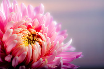 Close-up of Pink Chrysanthemum with Soft Background