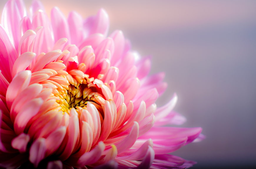 Close-up of Pink Chrysanthemum with Soft Background