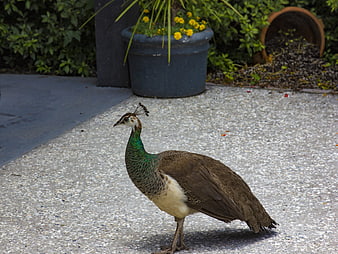 Female peacock standing on gravel path in garden